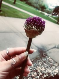 Close-up of hand holding purple flowering plant