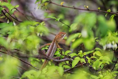 Close-up of a lizard on branch