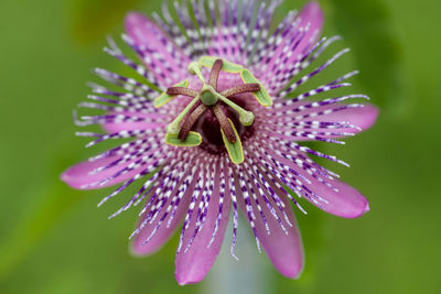 Rare purple passiflora miersii flower blooms on a vine in a botanical garden in southern florida.