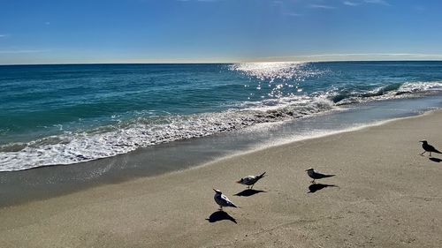 Flock of birds on beach