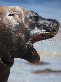 Close-up of dog against sky