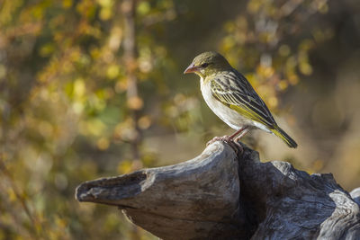 Close-up of bird perching on branch