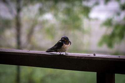 Close-up of bird perching on wooden railing