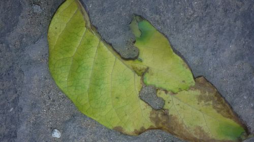 High angle view of green leaf