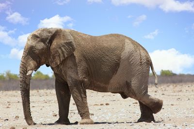 Elephant walking on open savanna