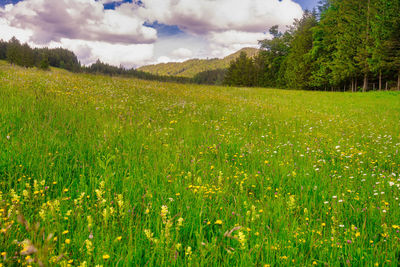 Scenic view of field against sky