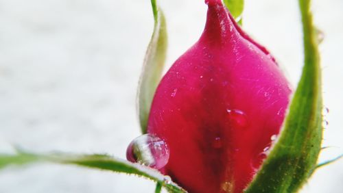 Close-up of red rose