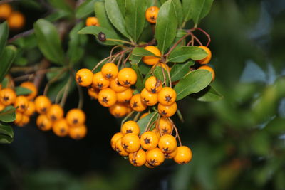 Close-up of fruits on tree