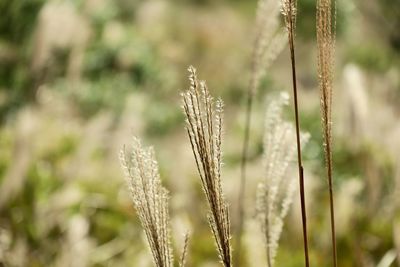 Close-up of stalks in field