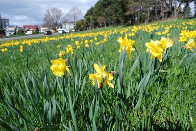 Yellow flowers blooming on grass