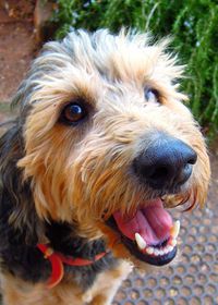 Close-up portrait of dog