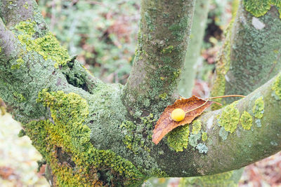 Close-up of lizard on tree