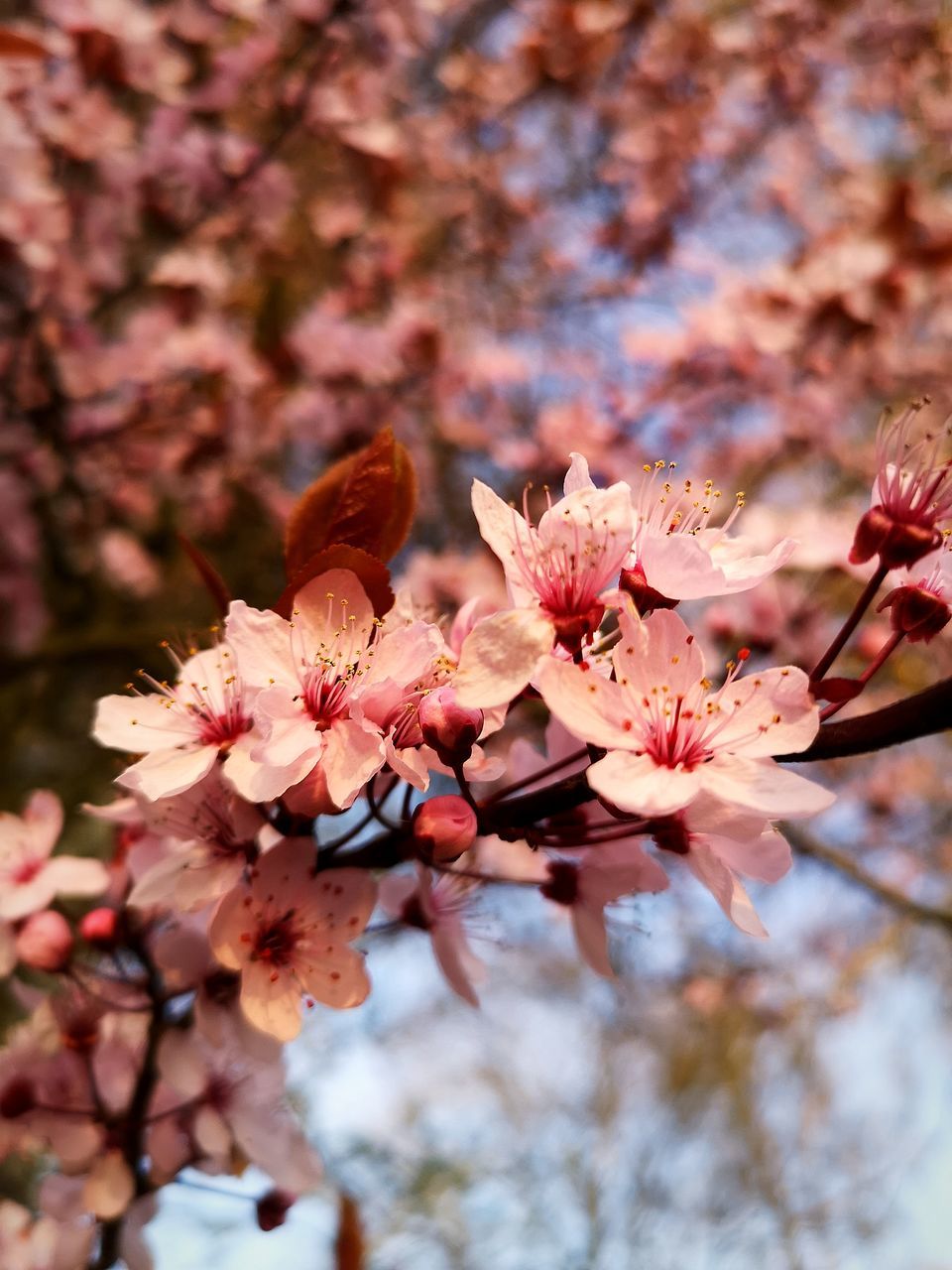 CLOSE-UP OF CHERRY BLOSSOMS ON BRANCH