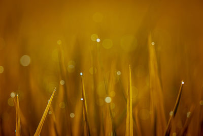 Grassland with morning dew