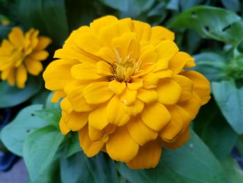 Close-up of yellow flowering plant in park