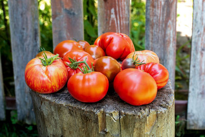 Freshly harvested tomatoes