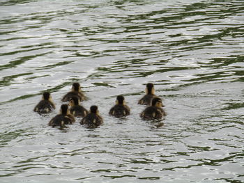 Ducks swimming in lake