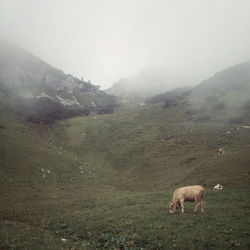 Cows grazing on field against sky during foggy weather