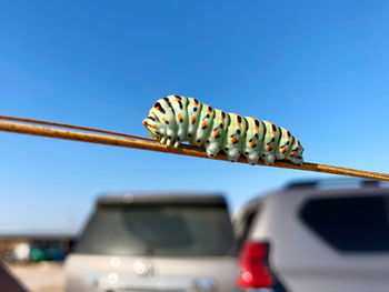 Close-up of caterpillar on a branch against sky