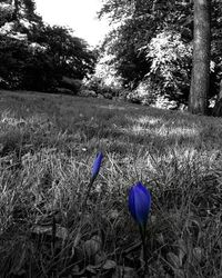 Close-up of crocus on field