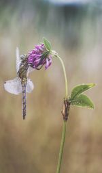 Close-up of grasshopper on purple flowering plant