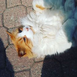 High angle portrait of dog