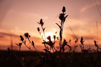 Close-up of silhouette plants on field against orange sky