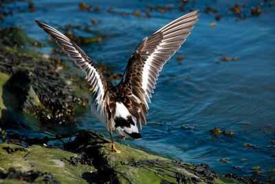 Close-up of birds by lake