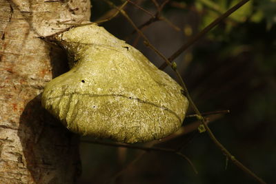 Close-up of tree