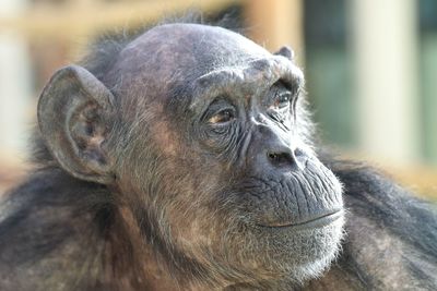 Portrait of monkey in zoo