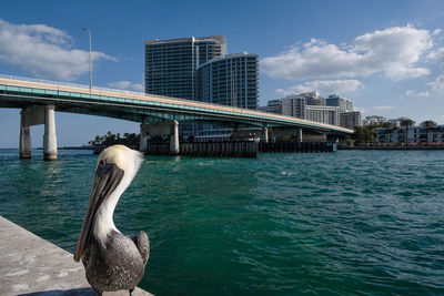 View of a pelican near a bridge over water against the sky.