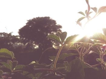 Sun shining through trees