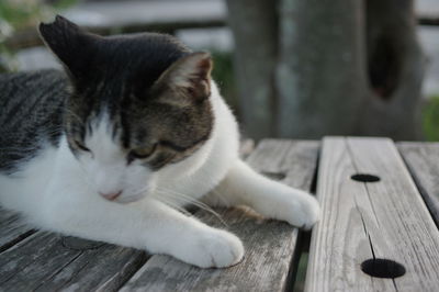 Close-up of a cat resting on wooden bench