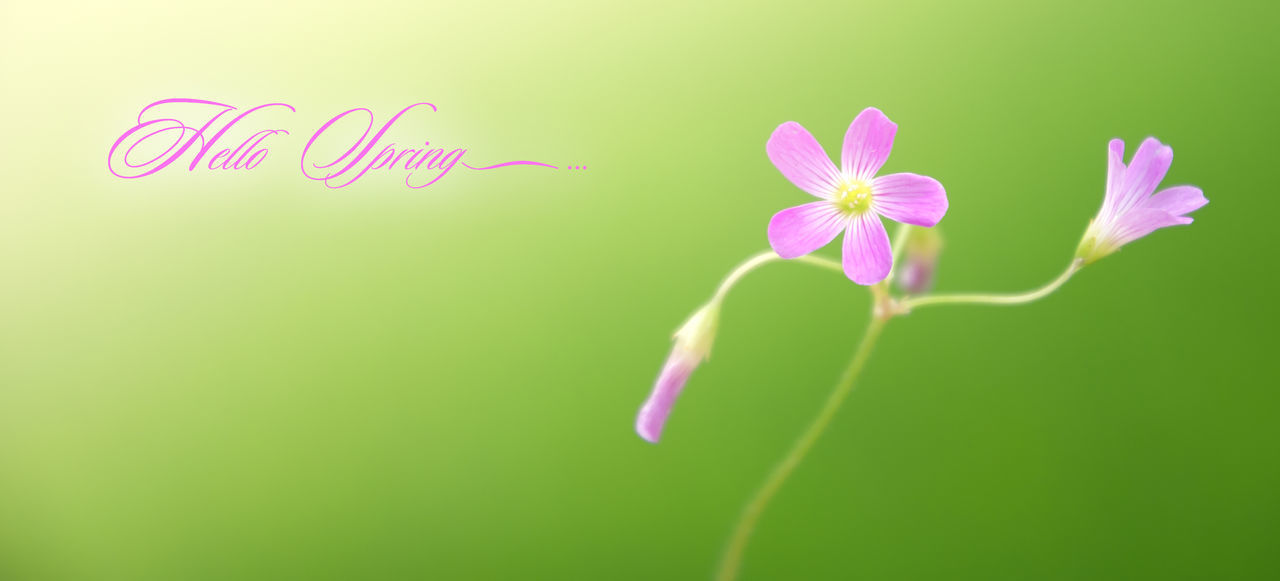 CLOSE-UP OF PINK FLOWERING PLANT AGAINST BRIGHT SUN