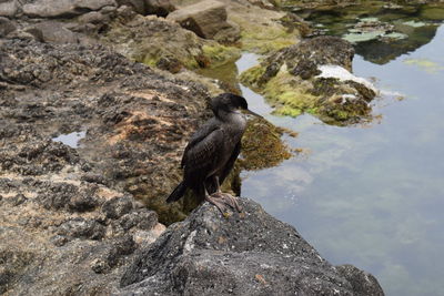 Bird perching on rock