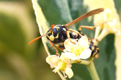 Close-up of hornet on flowers