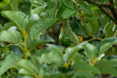 Close-up of fruit growing on plant