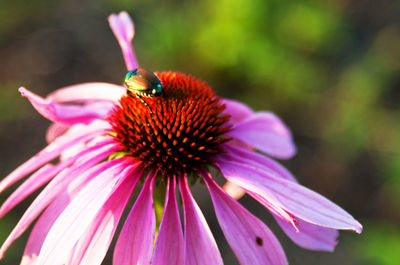 Close-up of honey bee on purple coneflower