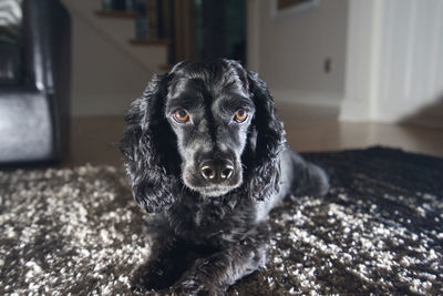 Close-up portrait of a dog