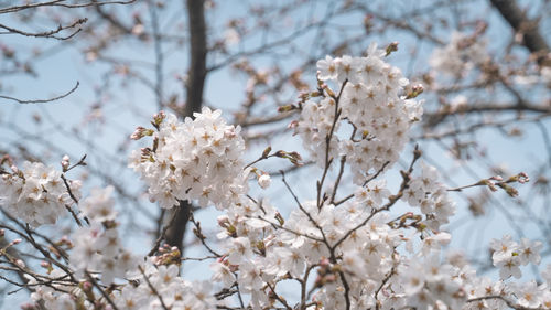 Close-up of cherry blossom