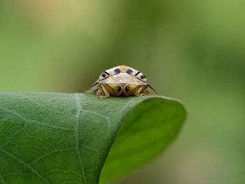 Close-up of insect on leaf
