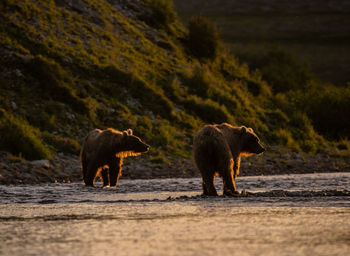 Two brown bears stand on the river bank in amazing backlight of deep sun.