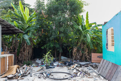 Trees and plants in yard against building