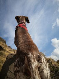 Low angle view of dog sitting on land against sky