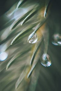 Close-up of water drop on leaves
