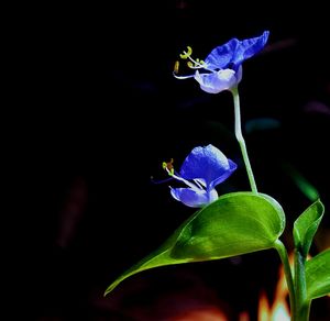 Close-up of purple orchid against black background