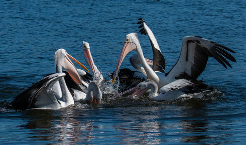 Pelicans splashing water in sea