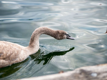 Close-up of swan swimming in lake