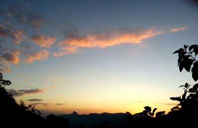 Silhouette trees at sunset