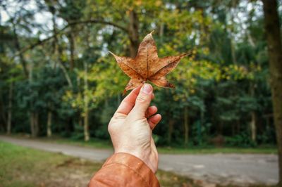 Human hand holding maple leaf